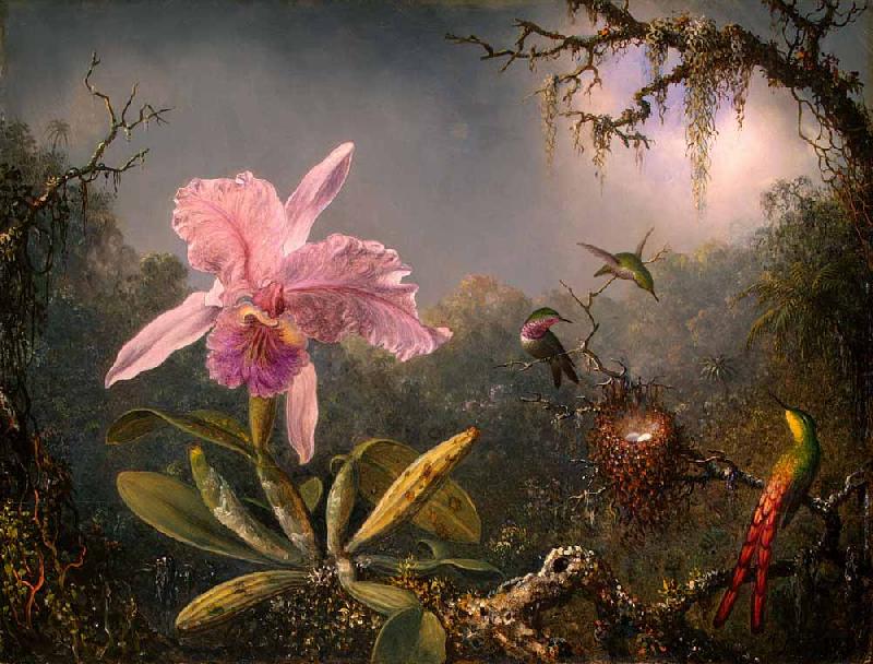Martin Johnson Heade Cattleya Orchid and Three Hummingbirds oil painting image